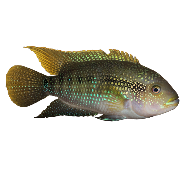 Imagem do peixe Jack Dempsey